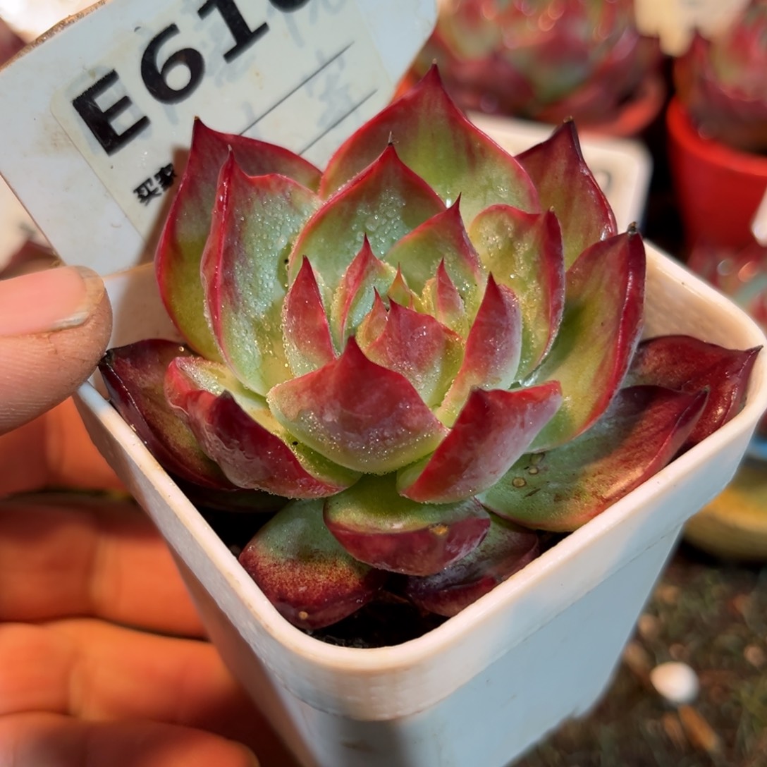 惊鸿一瞥610号多肉