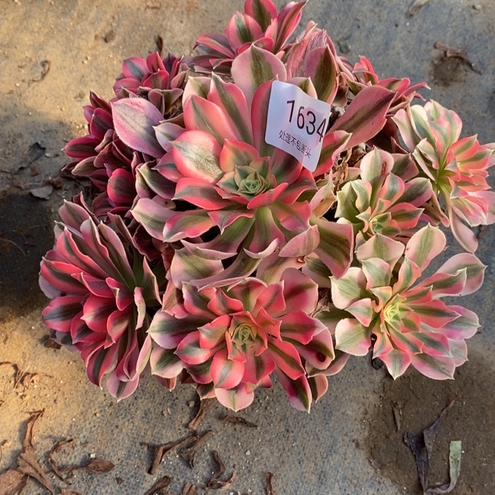 粉女巫多肉断头不包1634