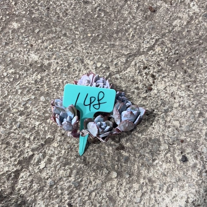 婵***婵奶茶缀化多头群山148