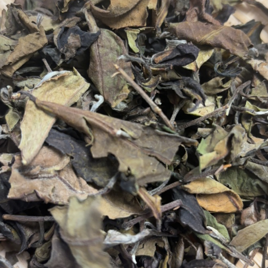 2025大雪山森林古树老白茶单株