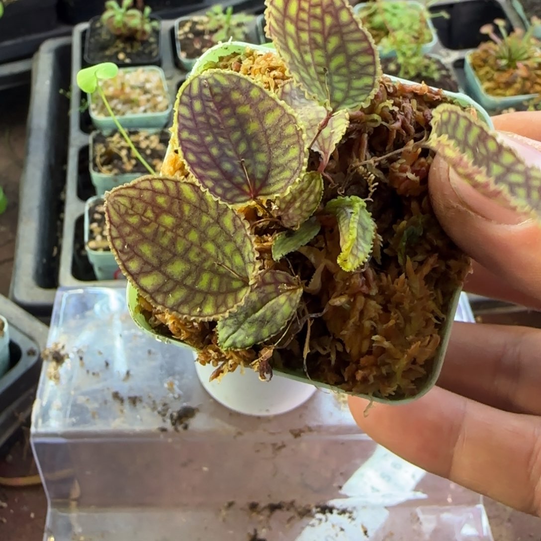 缓***菇完全开放南美网格丽班兰