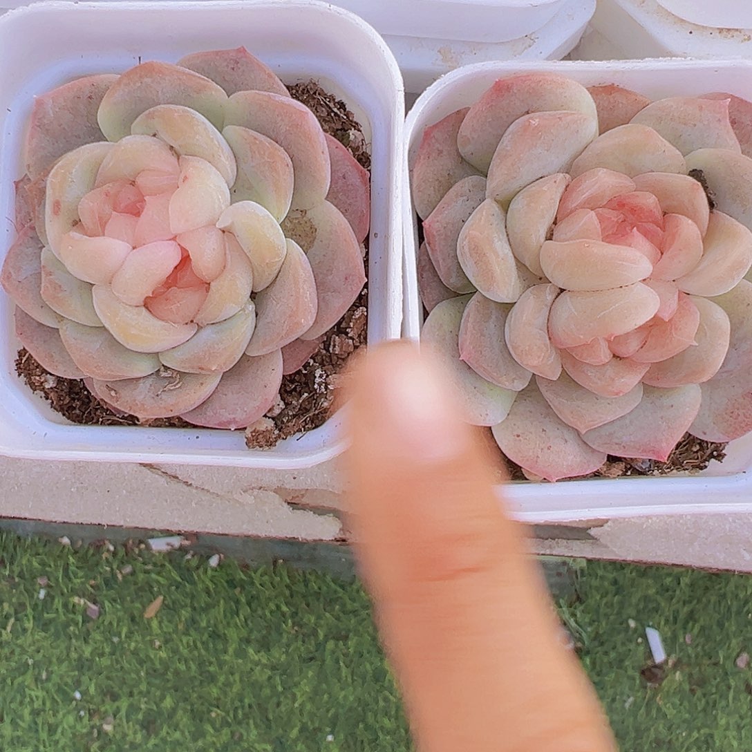 双眼皮组合2颗多肉