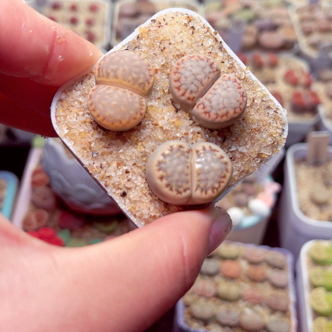 574号带盆包邮发货生石花