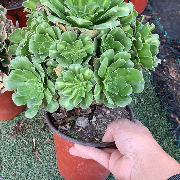 610翡翠琉璃多肉植物