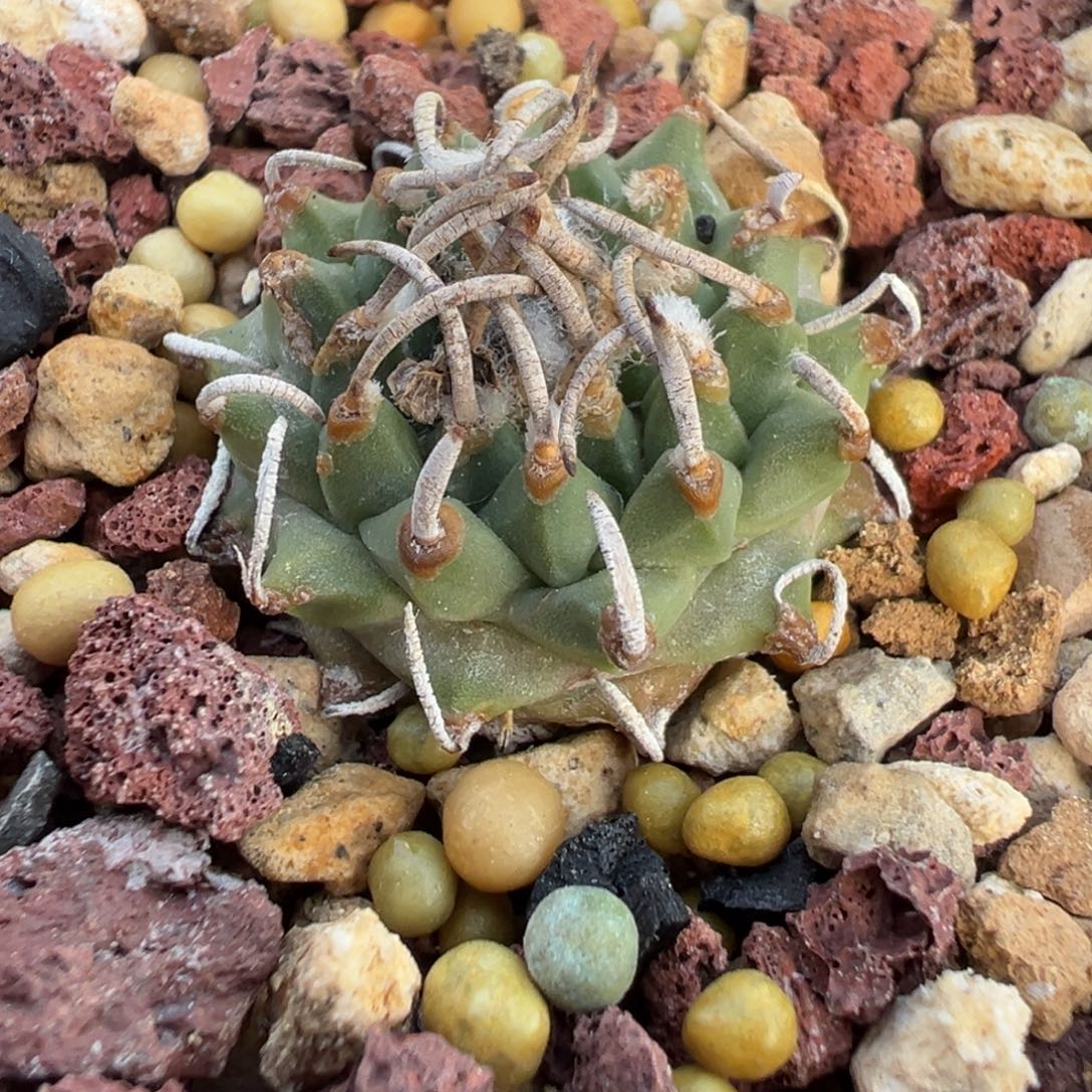 472实生根特价不售后安德森多肉植物带盆土