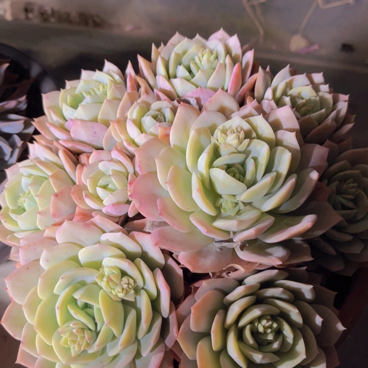 ?***糕恋曲多肉植物