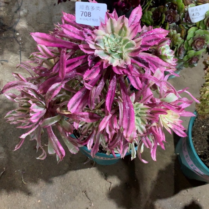 708仙墨多肉植物