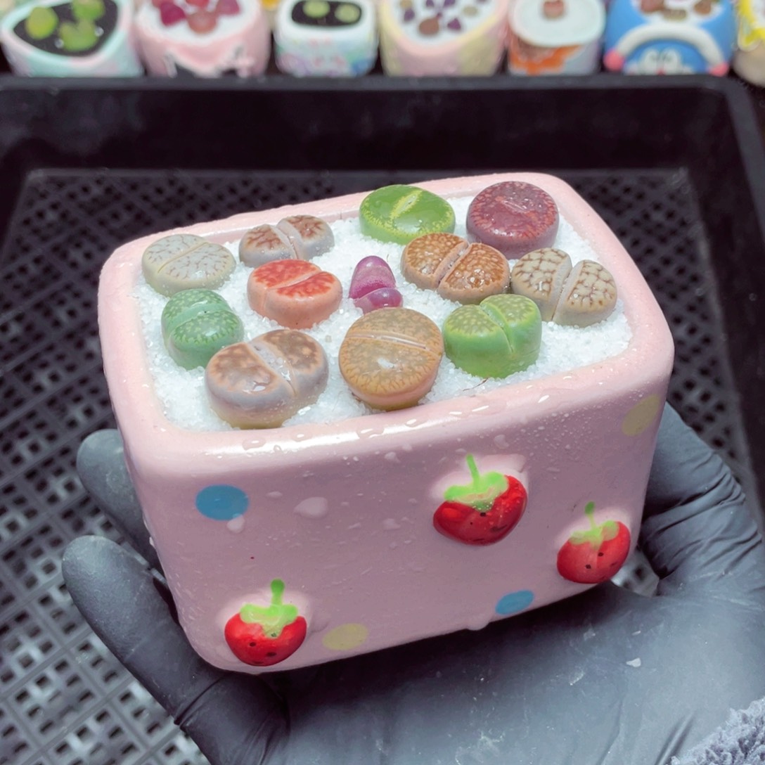 w3882--带盆土发货，零下地区拍保温箱