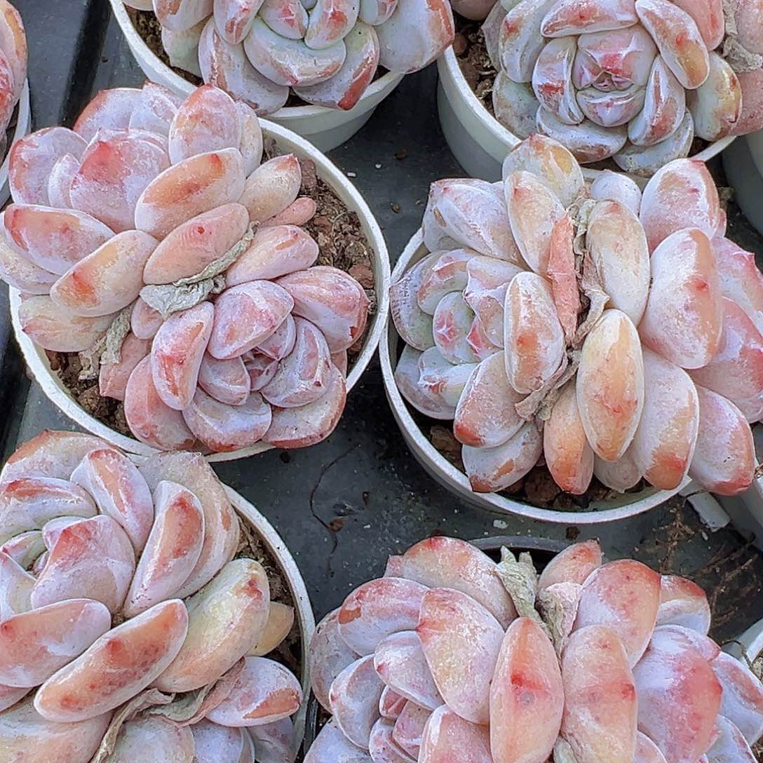 5厘米盆双头星影橙2颗