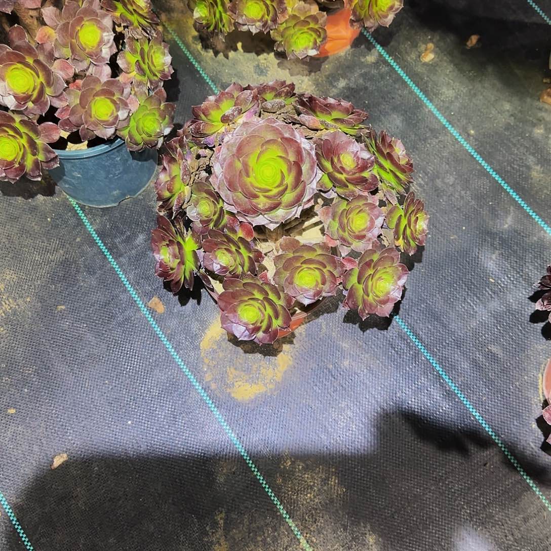 多肉植物赤焰莲老庄