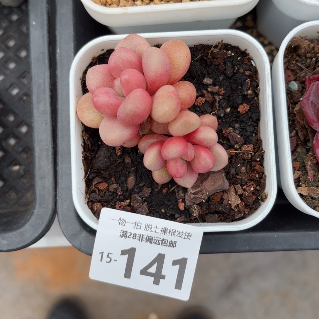 先锋派多肉多肉多肉