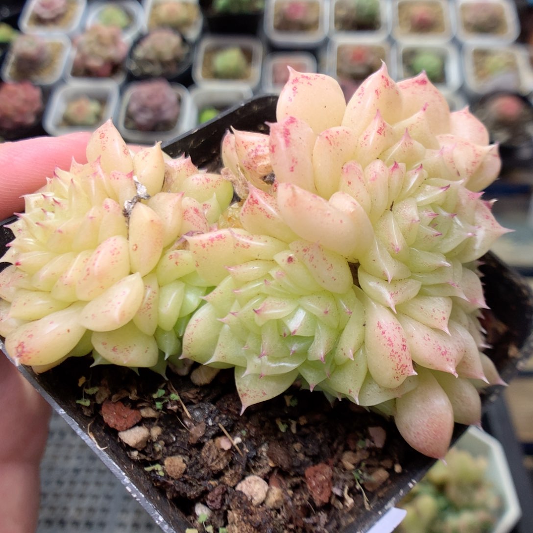 C123优选珠光韩麦两群