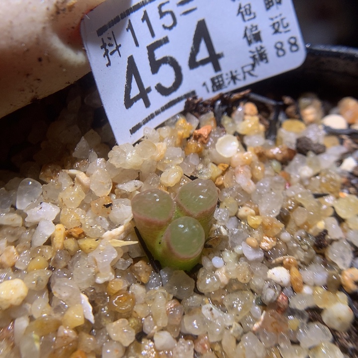 精品生石花115.454