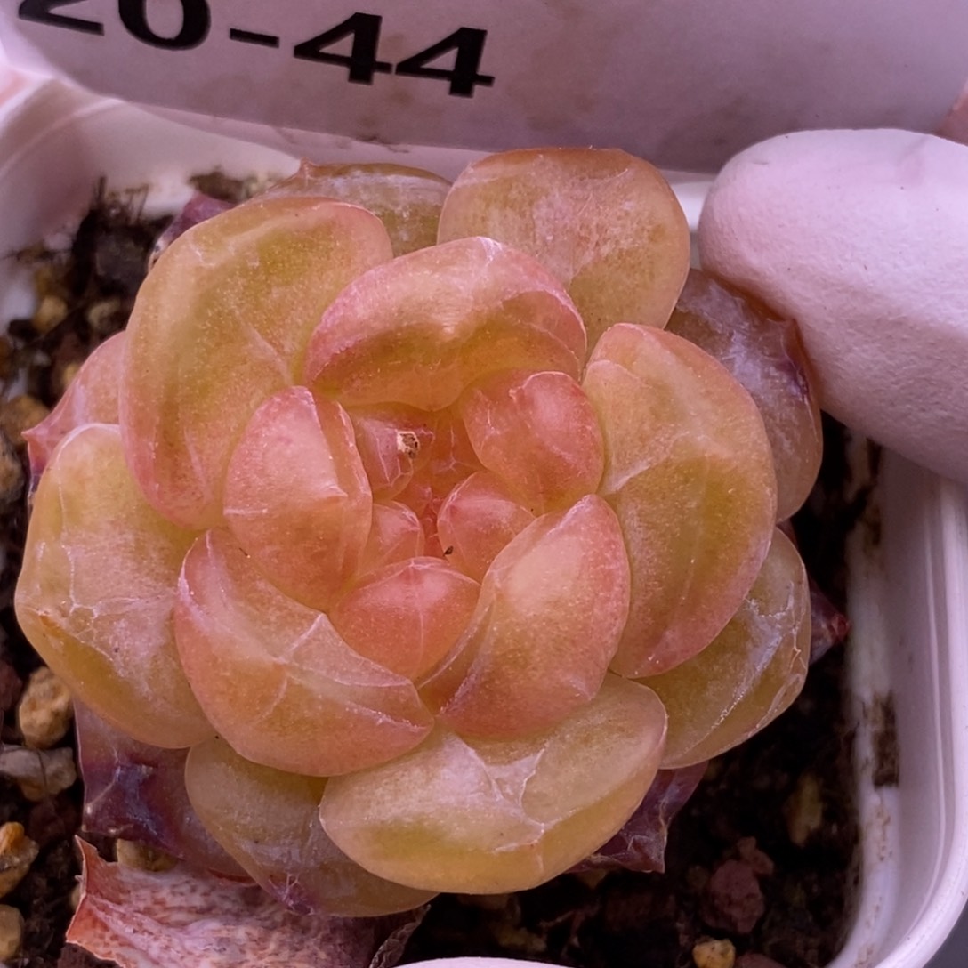 【闪购商品】20-44