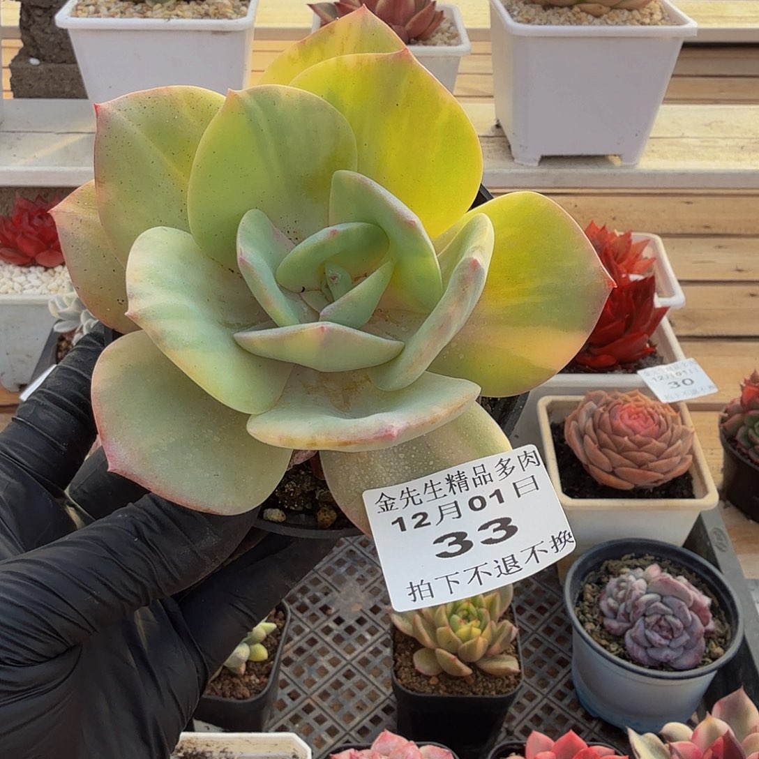 1201-33白风锦单头a