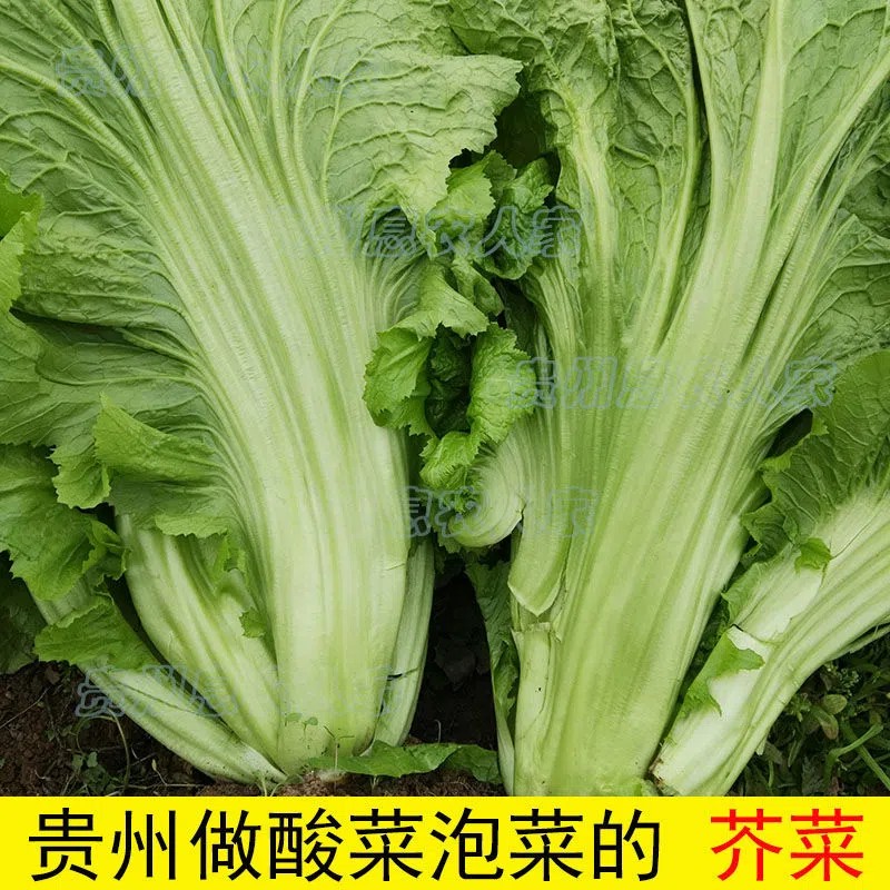 大叶帮腌菜酸菜鱼现摘青菜非款做包芯用芥菜新鲜蔬菜贵州大叶青菜
