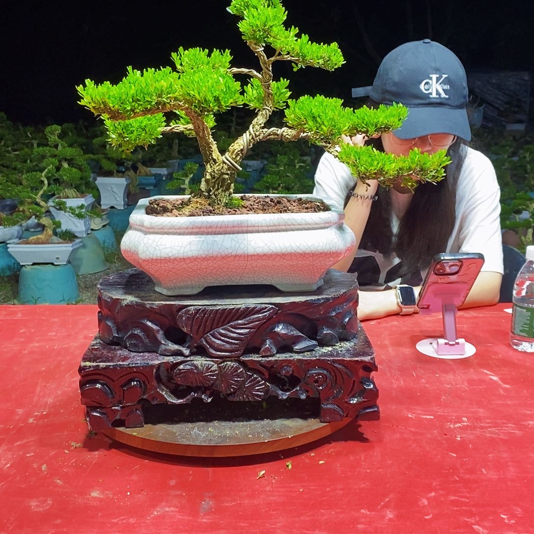 无花朵广东雀舌黄杨盆景
