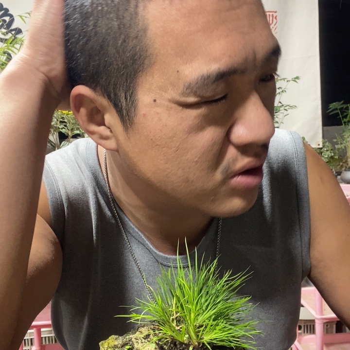 @***水以实际为准盆景盆栽绿61