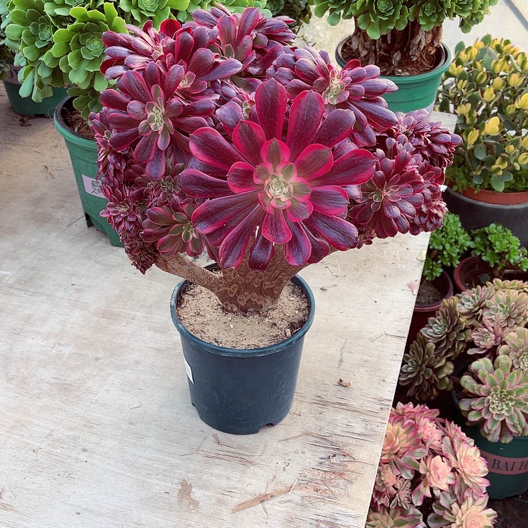 法师缀化漂亮漂亮