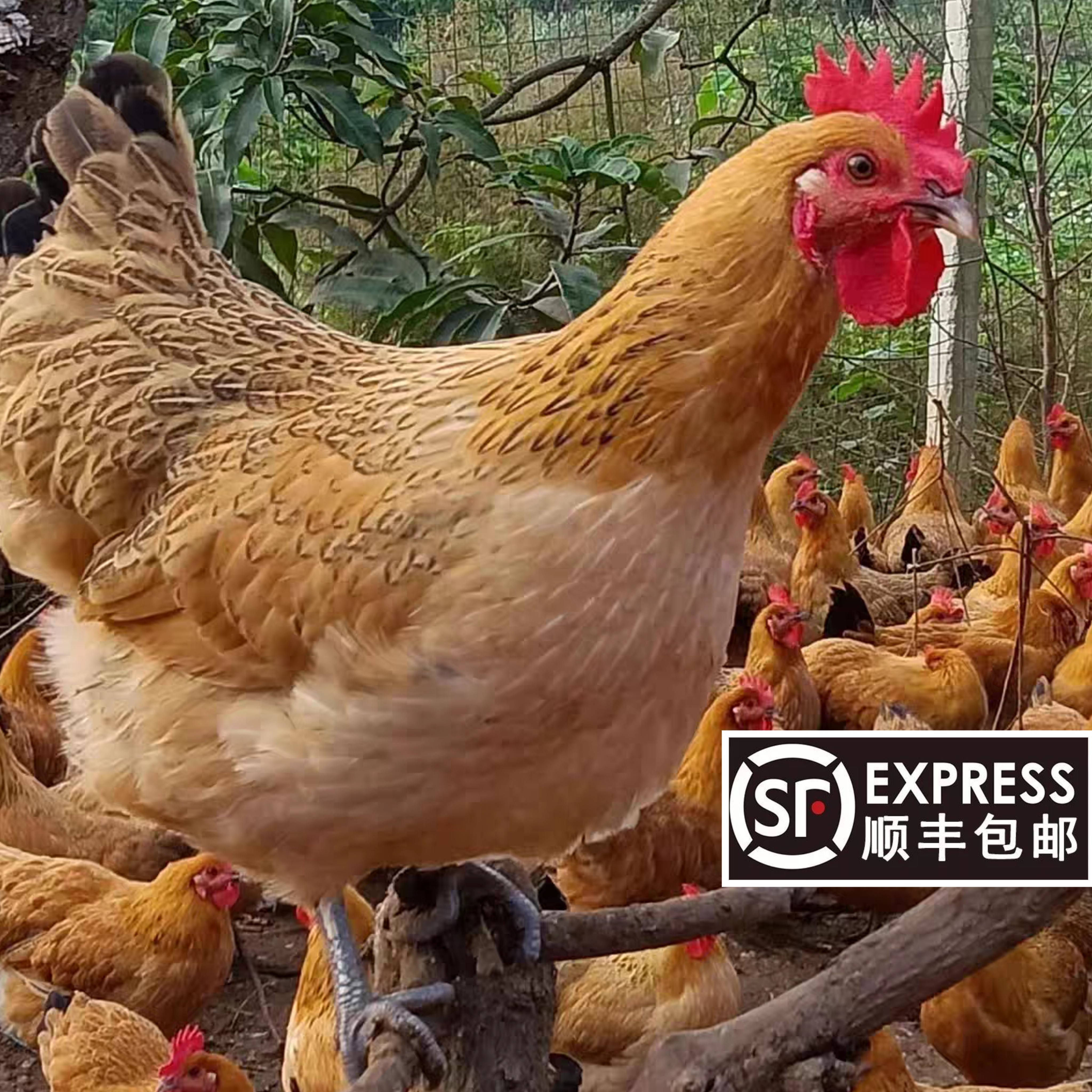【顺丰包邮】苏北散养多年老母鸡大公鸡现杀 包冰率冷鲜发货含干冰