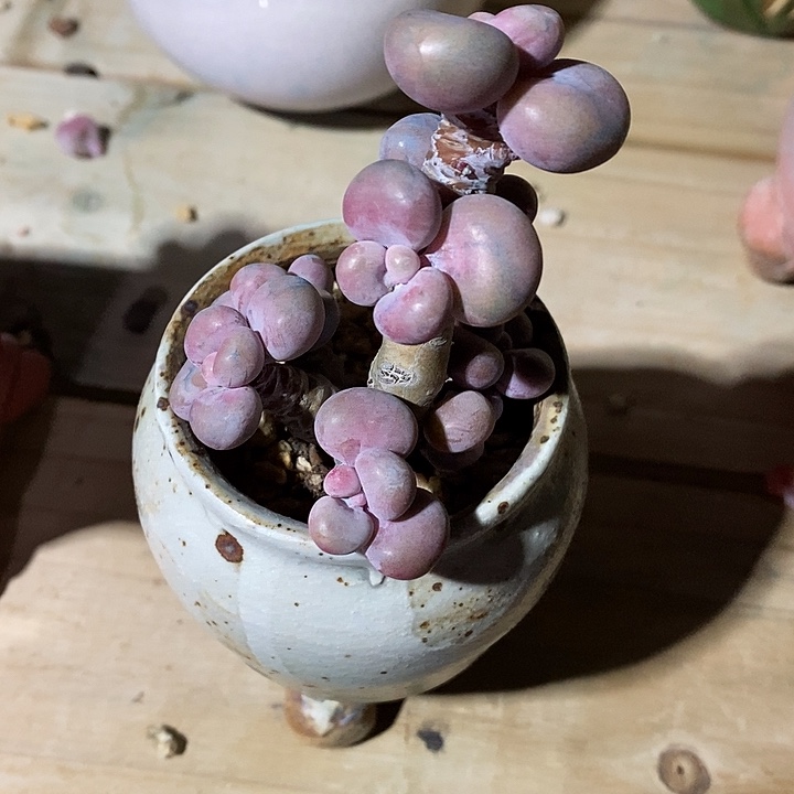 胭脂精品多肉桃蛋008