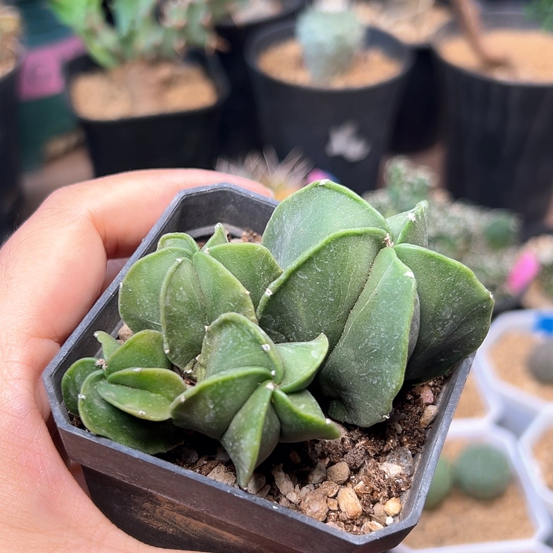 无花朵鸾凤玉群一颗