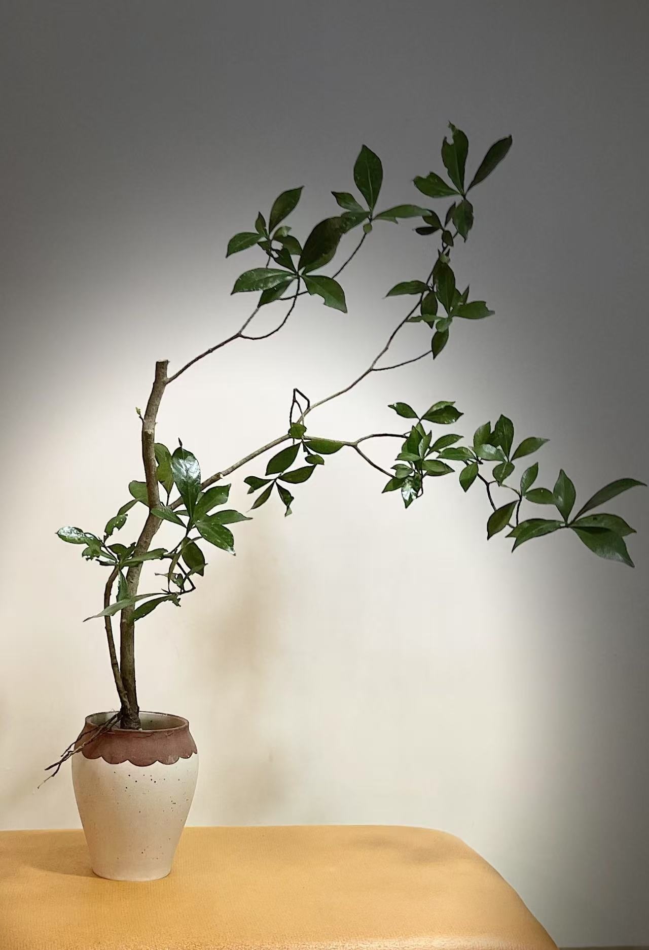 海岛高山野生内门竹栀子花竹子桃金娘小叶片内门竹栀子花飘枝盆景