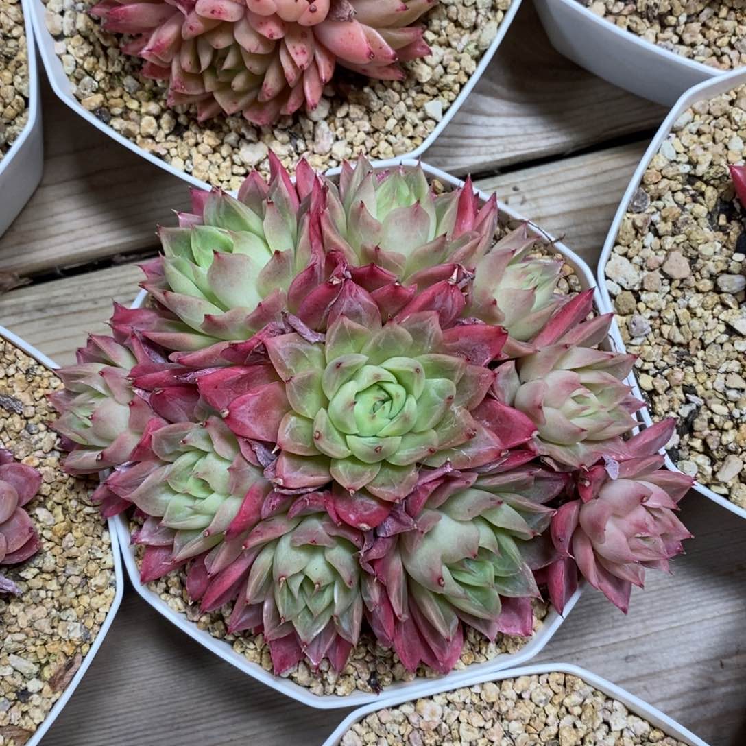 自助下单一物一拍_多肉