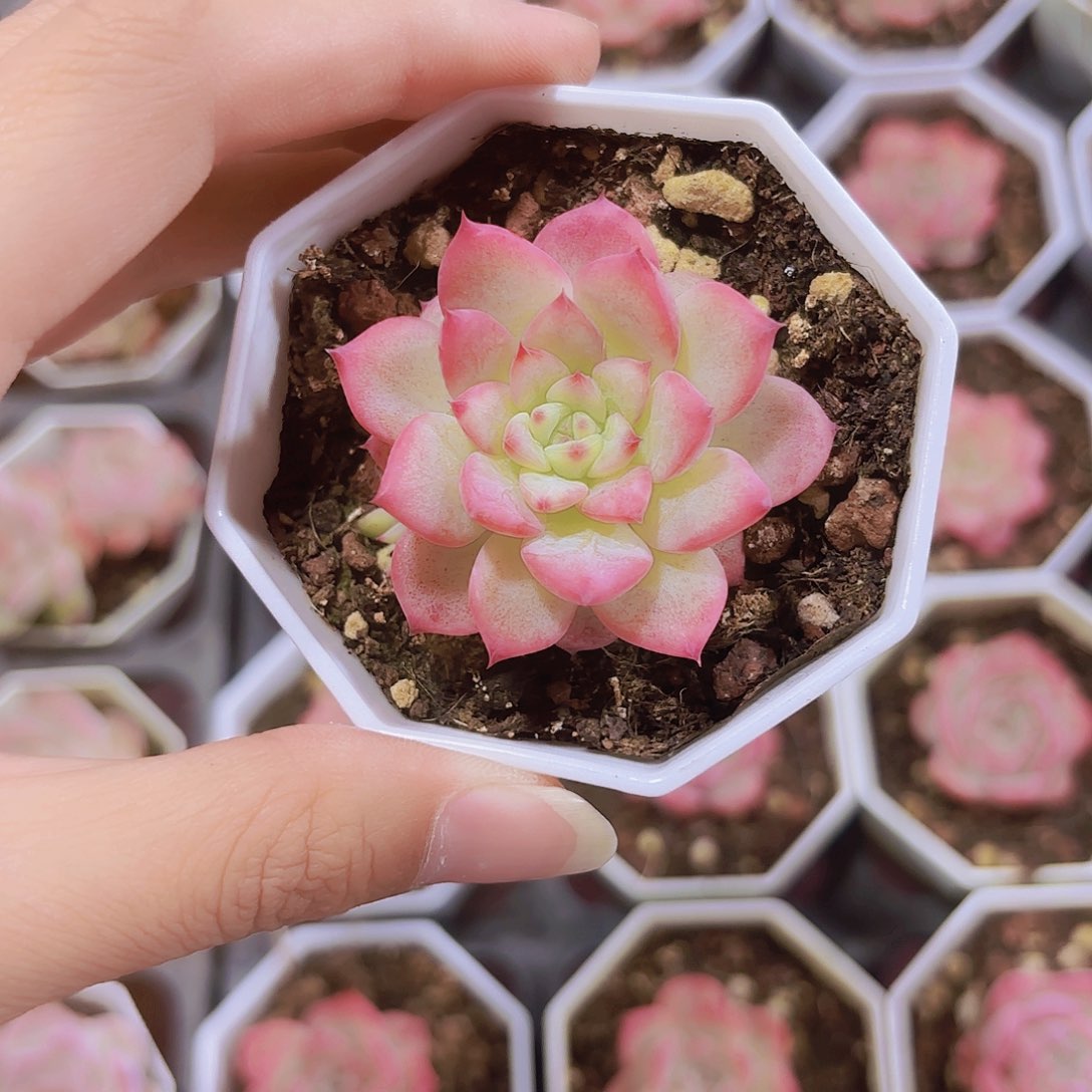 精品Al玛丽亚多肉植物