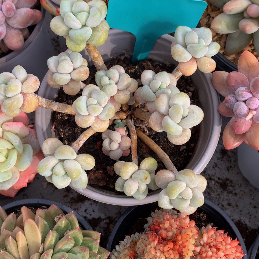 香水洛神727272727373737