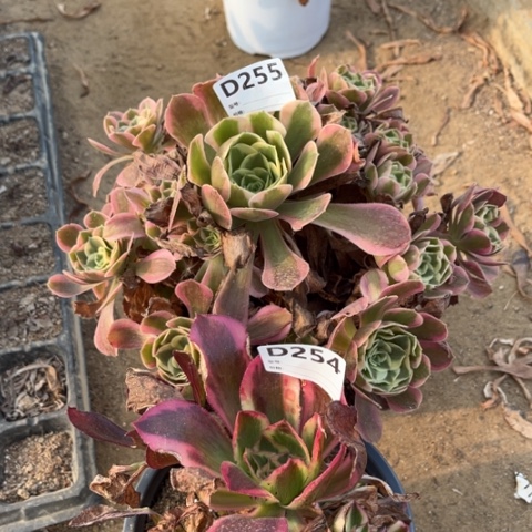 多肉植物妖月魅七彩