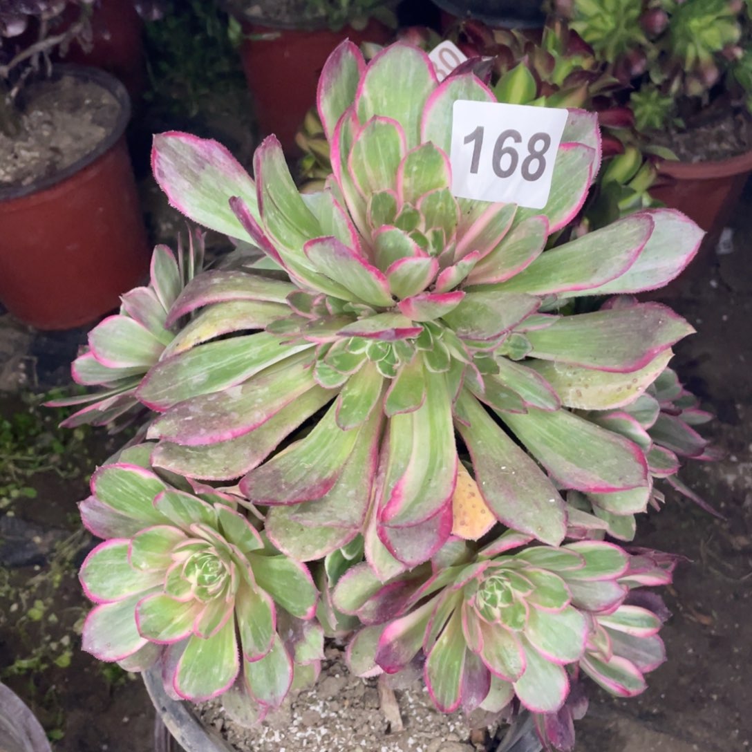 168号莲花做手捧花