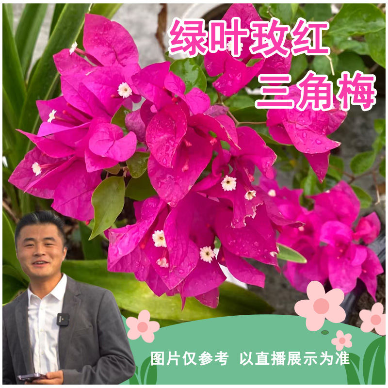 绿叶玫红三角梅盆栽室内外绿植四季开花不断 易养活爬藤花卉