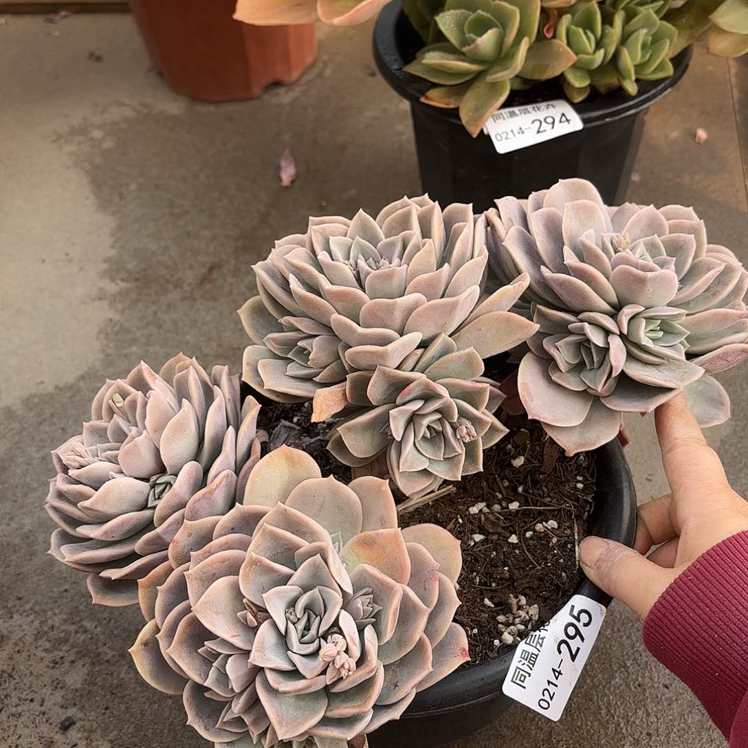 同温层多肉哈利295