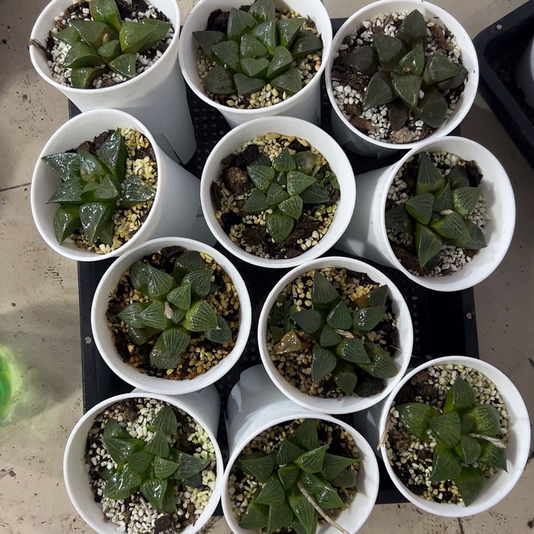 脱土发货十二卷多肉