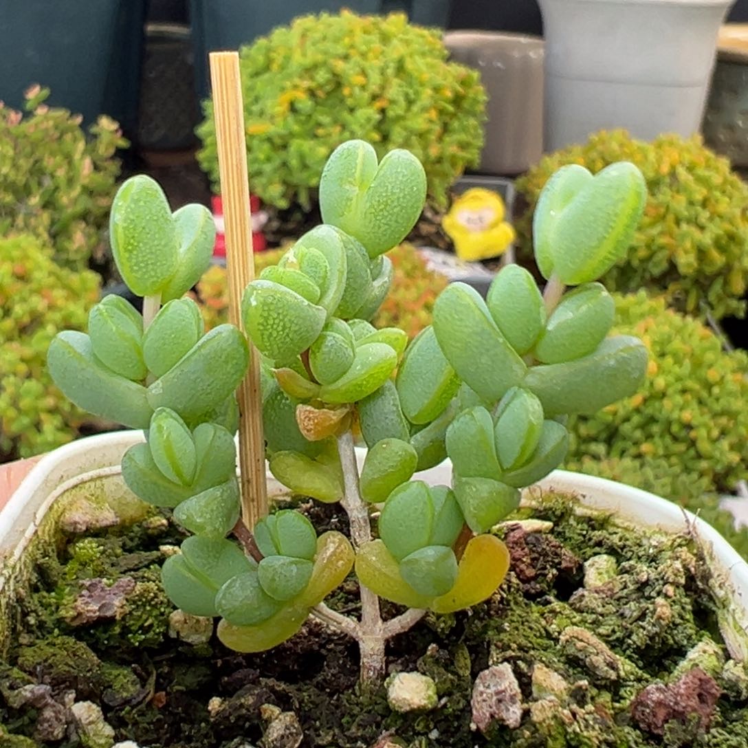 dy3626小树型元宝冠幅4cm