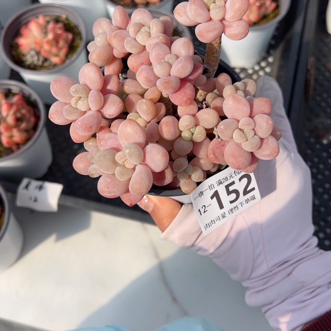 鱼子酱多肉多肉多肉多肉