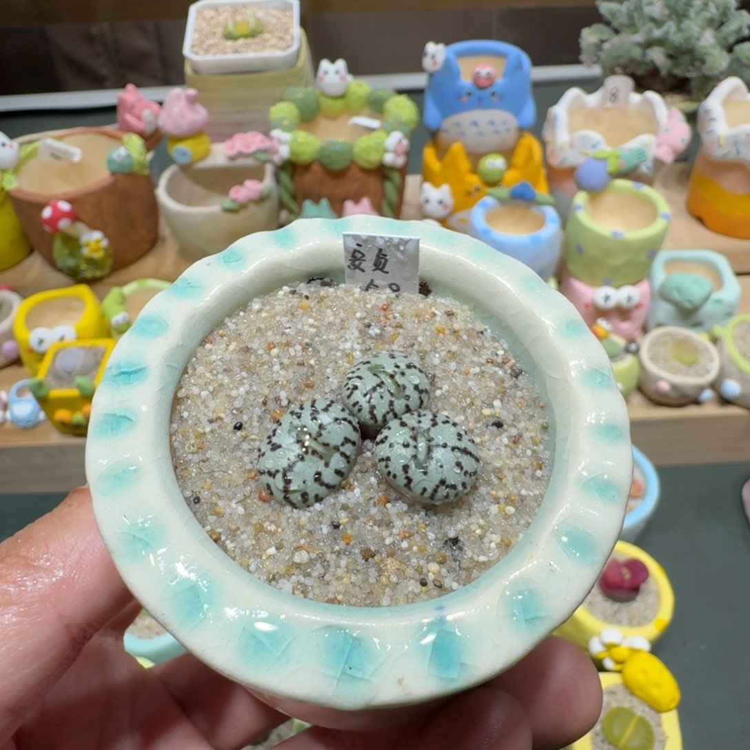 红陶蘑菇701安贞