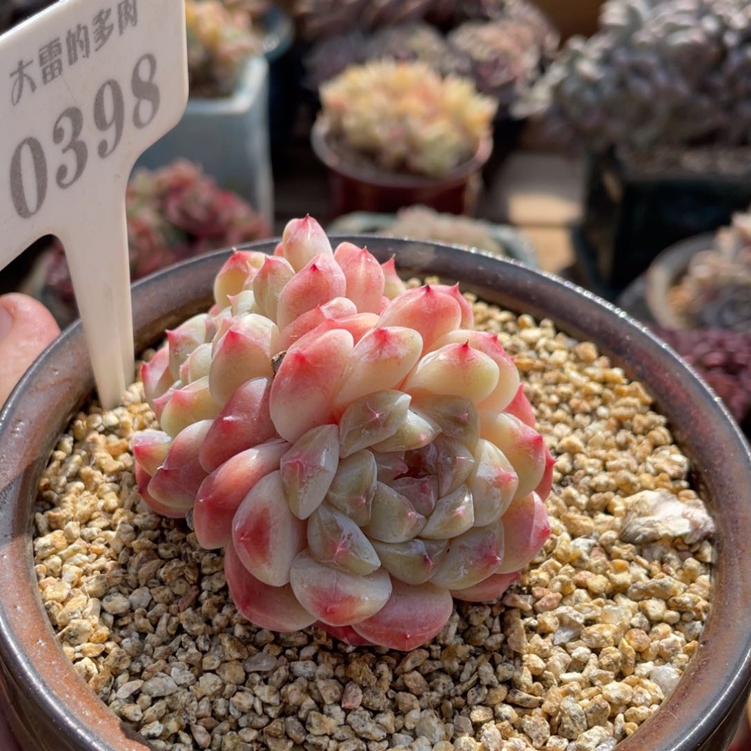 0398冰魄不带盆7厘米