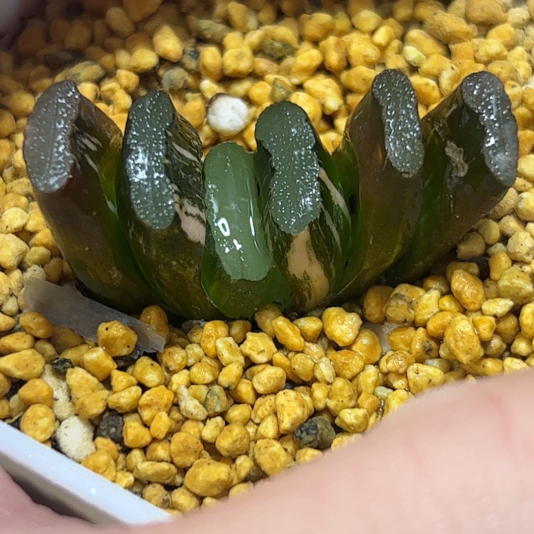 写乐实生锦十二卷多肉植物