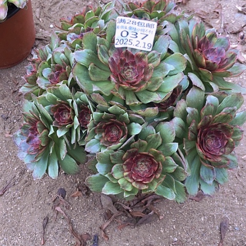 百*2.20-37红丝绒多肉植物