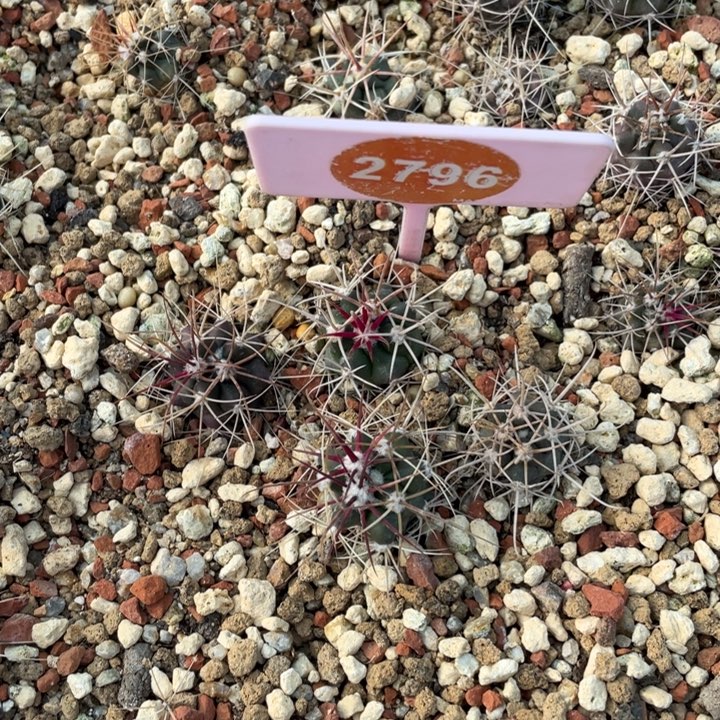 大***昕实生琥头27960000000