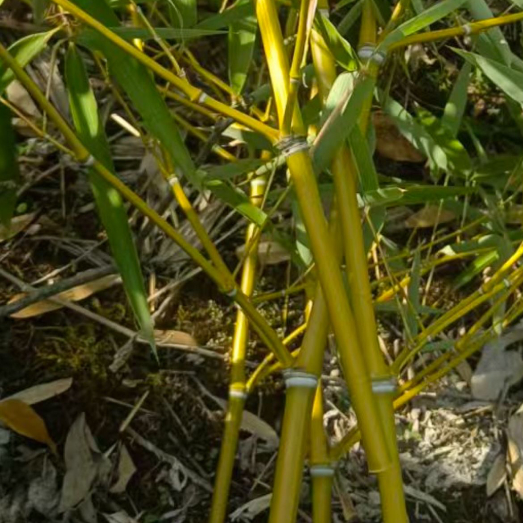 龙挂香原材料正宗老金竹 适合手工 长度约1.2米