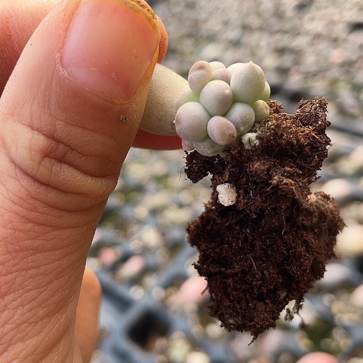 一物一拍满18包邮