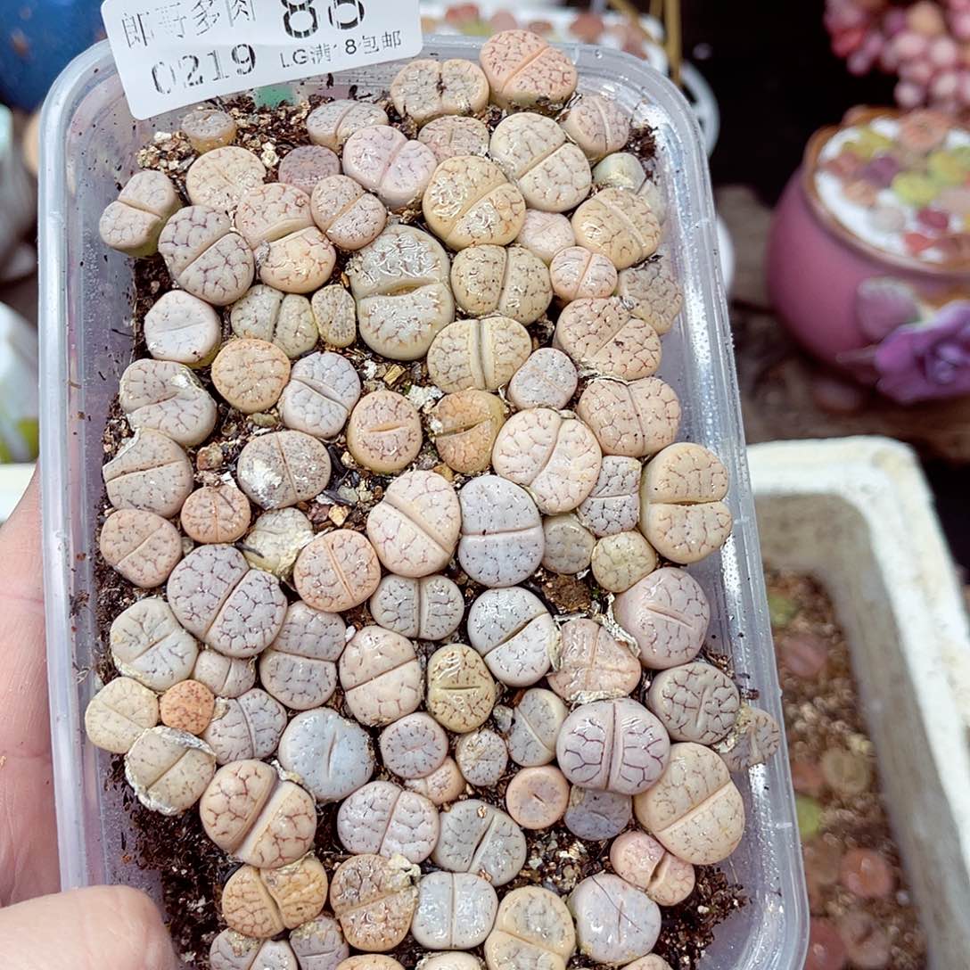 郎哥多肉生石花19-88