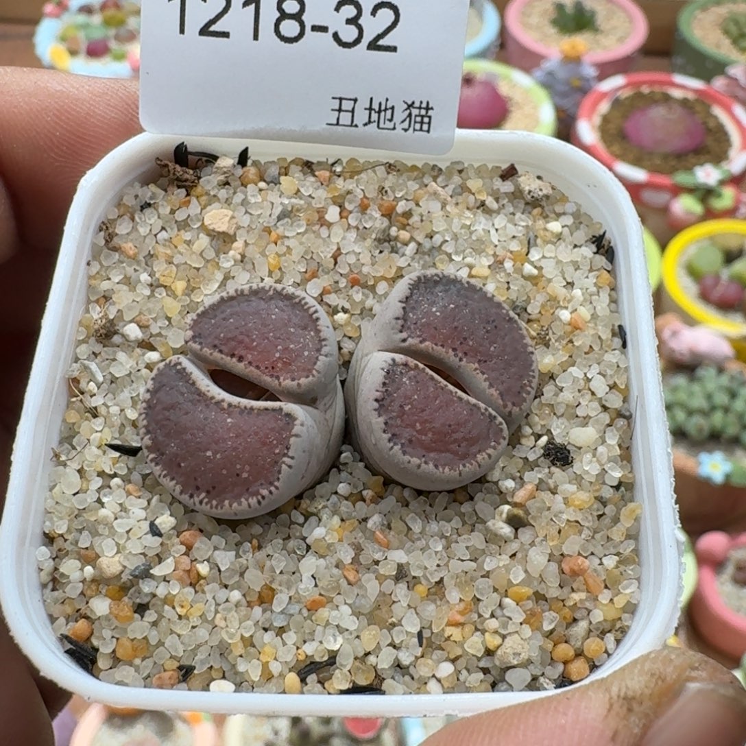 1218-032和田玉母本