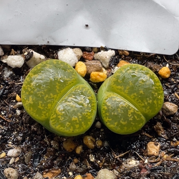 730多肉绿紫勋带盆