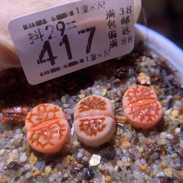 精品生生花29.417珊瑚菊