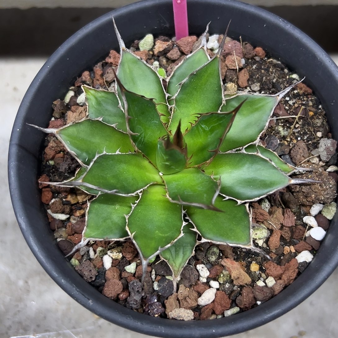 姬霍利达一物一拍偏远不包邮不退不换