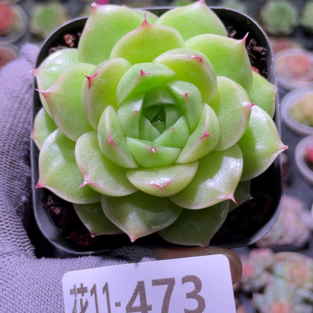 花利美11-473麦秆